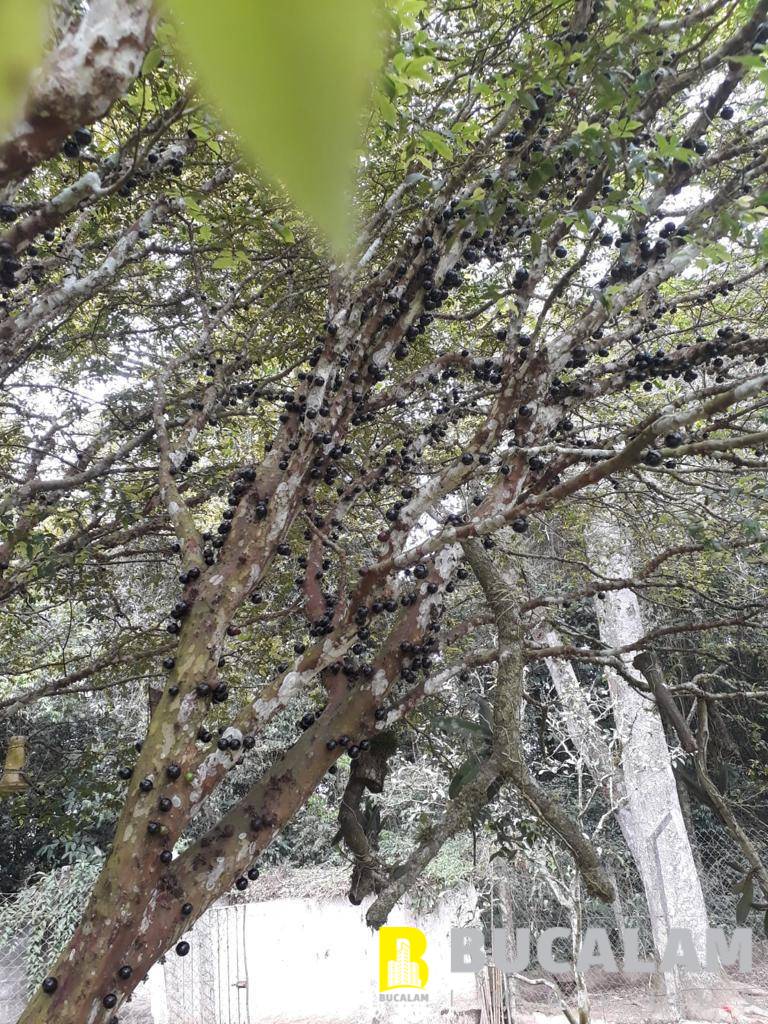 Chácara, 8 quartos, 8500 m² - Foto 5